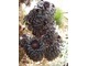 Aeonium arboreum "Schwazkopf" ma zupełnie czarne liście. Ta odmiana jest najbardziej poszukiwana i atrakcyjna