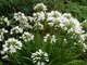   Agapanthus orientalis "Alba"