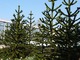Araucaria araucana - araukaria chilijska, drzewo podatne na okresowe przemarznięcie. Młode egzemplarze lepiej uprawiać w donicach i przenosić na zimę w cieplejsze miejsce