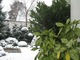  Aucuba japonica "Crotonifolia" zimuje u nas warunkowo. Mój egzempalrz stoi na dworzu do grudnia. Pod grubą warstwą śniegu przezimuje w cieplejszych rejonach Polski