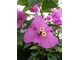 Kwiaty bugenwilli są niewielkie, zazwyczaj różowe. Charakterystyczną cechą są podsadki (3 lub 6) otaczające każdą trójkę kwiatów właściwych