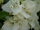 Białe kwiaty bugenwilli
