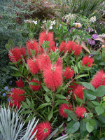 Callistemon citrinus (kuflik) ma kwiatostany podobne do szczotek do mycia butelek