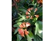 Clivia miniata - kliwia pomarańczowa pochodzi z Afryki Południowej i jest rośliną kłączową.