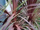 Cordyline australis "Purpurea" ma bordowo-brązowe liście