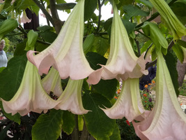 Datura (bieluń) ma duże kwiaty kształtu lejkowatego, trąbkowato-rurkowego, pojedyncze lub pełne o bardzo przyjemnym zapachu, który możemy poczuć szczególnie wieczorami