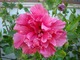 Hibiscus (róża chińska). Roślina ta cieszy się ogromną popularnością na całym świecie, nie tylko ze względu na piękno kwiatów, ale też łatwość uprawy