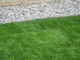 Kładzenie trawnika z rolki rozpoczynamy od prostej linii