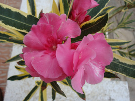 Nerium oleander "Variegatum"