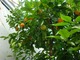 Citrus reticulata (mandarynka) 