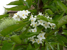 Solanum jasminoides "Album"