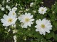 Anemone x hybrida "Whirlwind" o śnieżnobiałych kwiatach