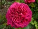 Rosa "William Shakespeare"