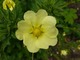 Potentilla "Recta Citrina" (pięciornik)