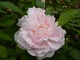 Rosa "Eglantyne"