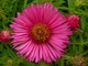 Aster "Alma Potschke"