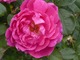 Rosa "Noble Antony"