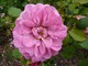 Rosa "Magenta"