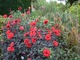 Dahlia "Bishop of Llandaff" o ciemnych liściach i czerwonych kwiatach