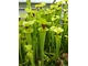 Sarracenia (kapturnica)