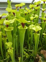 Sarracenia (kapturnica)