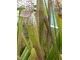 Sarracenia leucophylla