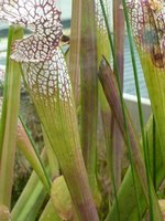 Sarracenia leucophylla