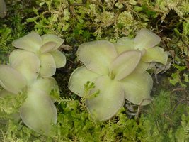 Pinguicula (tłustosz) 