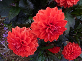  Dahlia "David Howard"