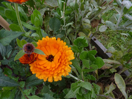 Calendula officinalis (nagietek lekarski)