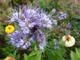 Facelia - kwiat przyciągający pszczoły i inne pożyteczne owady