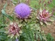 Karczoch zwyczajny (Cynara scolymus)