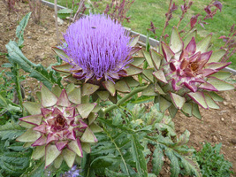 Karczoch zwyczajny (Cynara scolymus)