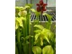 Sarracenia (kwiaty)