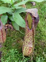 Nepenthes hamata,  pochodzenie  Indonezja