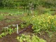  Ekologiczne zwalczanie chwastów polega na cieniowaniu chwastów przy pomocy wyższych roślin uprawnych i ściółkowaniu