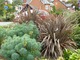 Euphorbia characias (wilczomlecz)  i Phormium (len nowozelandzki)