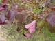  Cercis canadensis "Forest Pansy" - judaszowiec kanadyjski. Wiosną ma śliczne różowe kwiaty przed rozwojem liści