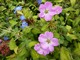 Geranium i  Omphalodes verna (ułudka wiosenna)