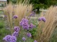 Verbena bonariensis (werbena patagońska)