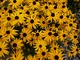 Rudbeckia fulgida