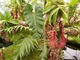 Sarracenia purpurea   (fot. Joanna Tworek)