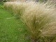 Stipa tenuissima, trawa o niesłychanie zwiewnym pokroju