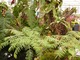 Dzbaneczniki  (Nepenthes)  wyeksponowane z innymi roślinami    (fot. Joanna Tworek)