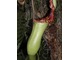 Nepenthes    (fot. Joanna Tworek)