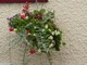 To ostatni kosz. Rosną w nim białe i niebieskie petunie, różowe pelargonie bluszczolistne, szare kocanki i ciemnolistna begonia
