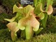 Sarracenia   (fot. Joanna Tworek)