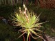 Drosophyllum  (?)   (fot. Joanna Tworek)
