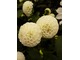 Dahlia "Small World"