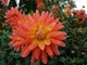 Dahlia "Brandaris"